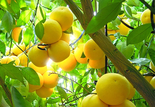 グレープフルーツの種類について グレープフルーツの萬秀フルーツ