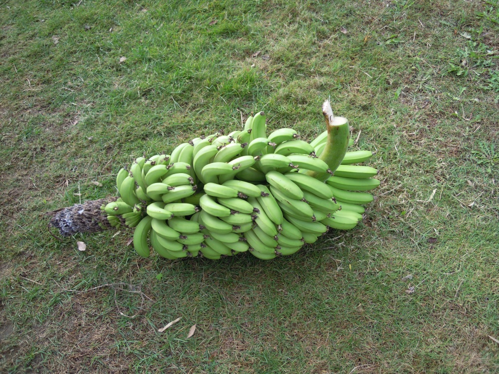 国産バナナ