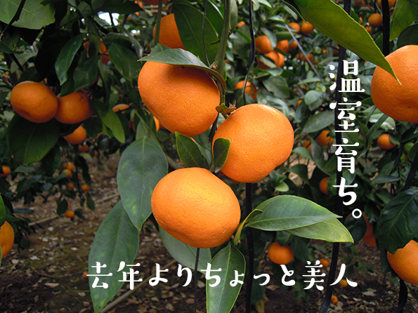 温室ネーブル