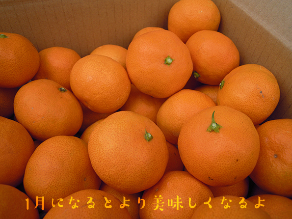 温室ネーブル