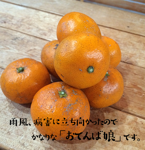 温室ネーブル
