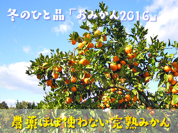 温室ネーブル