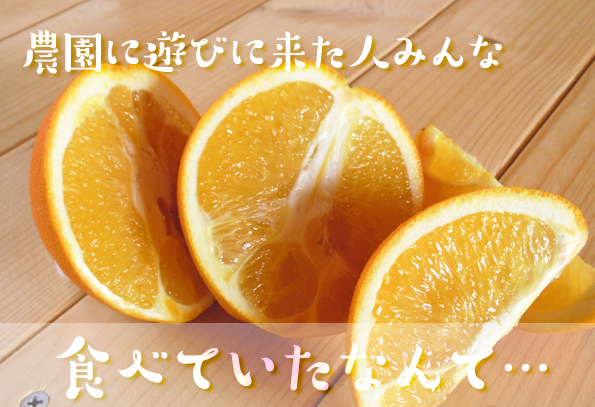 美味しい　オレンジ