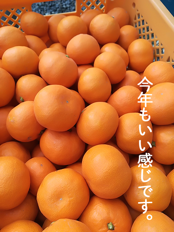 温室ネーブル