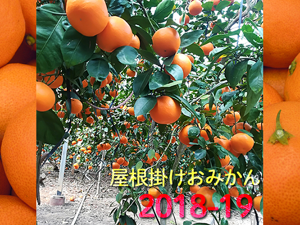 温室ネーブル