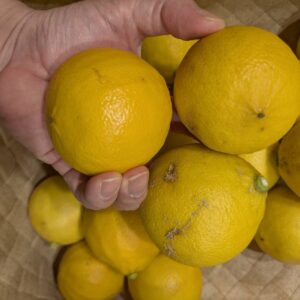 2月収穫 完熟温室栽培ベルガモット アウトレット品 2kg