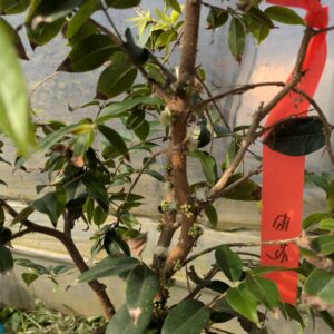 ジャボチカバ苗 開花確認株