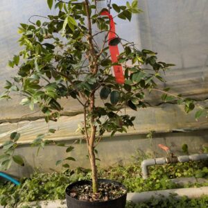 ジャボチカバ苗 開花確認株