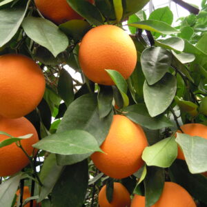 温室栽培 ネーブルオレンジ 量り売り