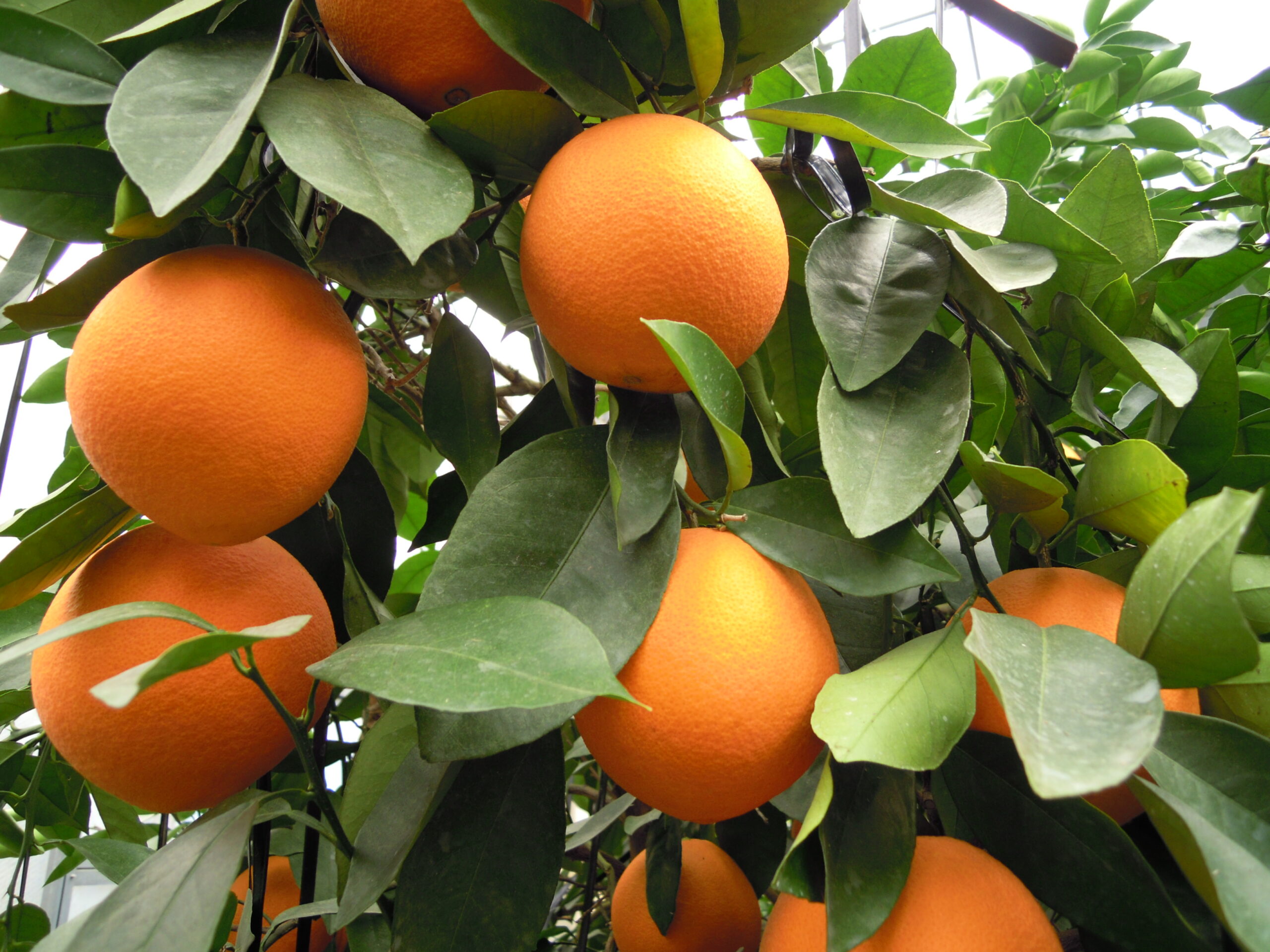 温室栽培　ネーブルオレンジ　量り売り　ちたフルーツビレッジ｜萬秀フルーツ