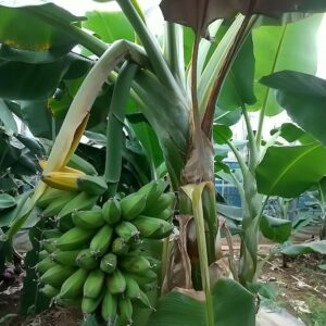 カリフォルニアゴールド バナナ苗