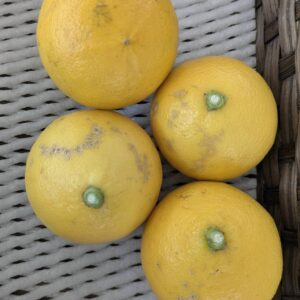 2月収穫 完熟温室栽培ベルガモット アウトレット品 2kg