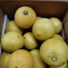 温室栽培ベルガモット　アウトレット品 4.5kg （2－3月出荷） - 画像 (2)