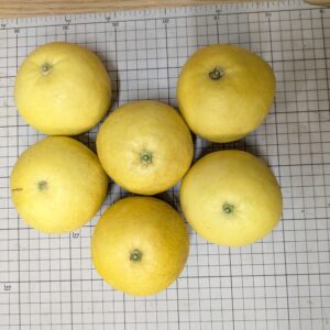 完熟マーシュ　小玉量売り