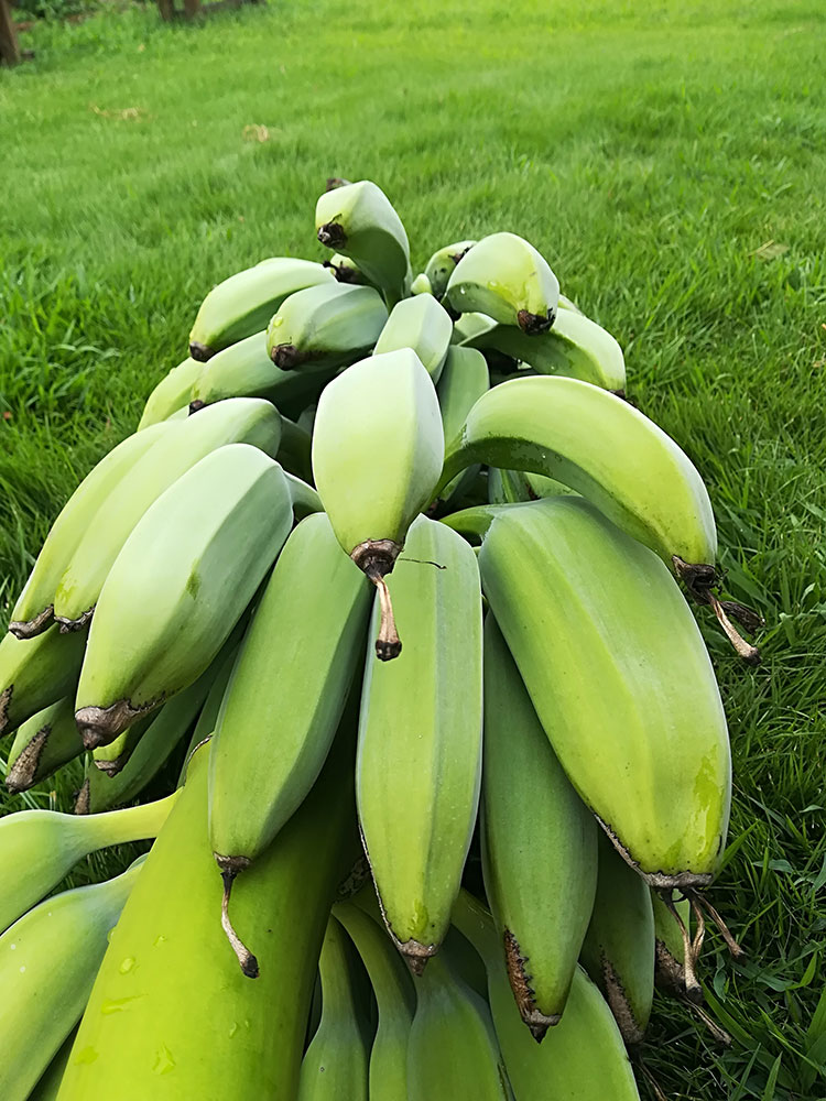 banana03