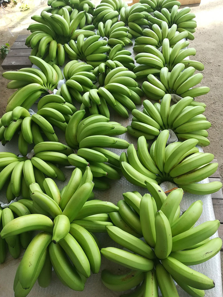 banana04