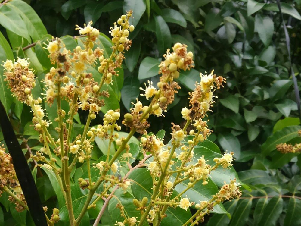 リュウガン・ライチ - ちたフルーツビレッジ｜萬秀フルーツ