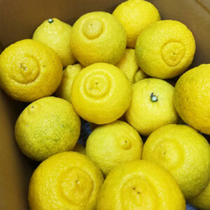 たっぷり はるかちゃん(大箱入り)