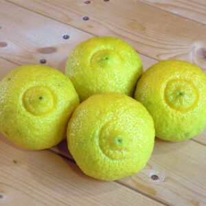 温室はるかちゃん　正規品量り売り