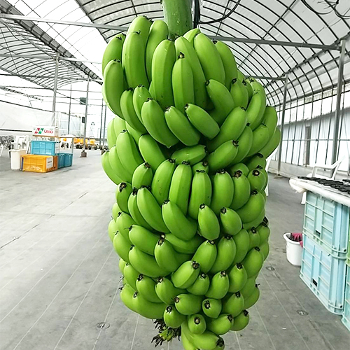 1房まるごとの大きなバナナ（写真の様な状態でお届け）