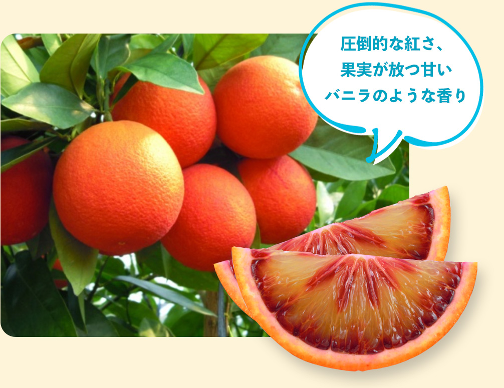 ブラットオレンジ-モロ種