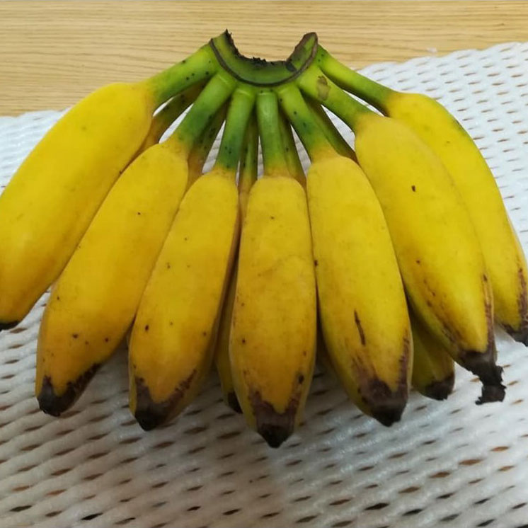 数量は多 バナナ苗 アイスクリームバナナ苗