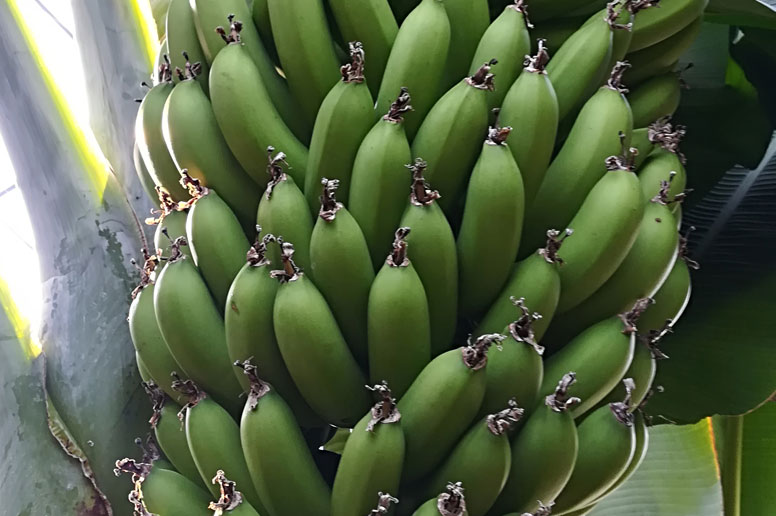o_banana08