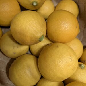 2月収穫 完熟温室栽培ベルガモット 正規品 2kg