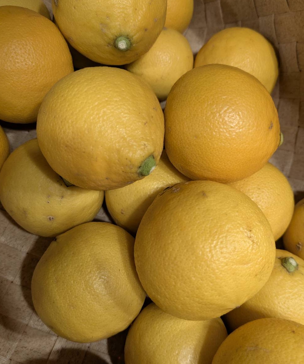 2月収穫 完熟温室栽培ベルガモット 正規品 2kg