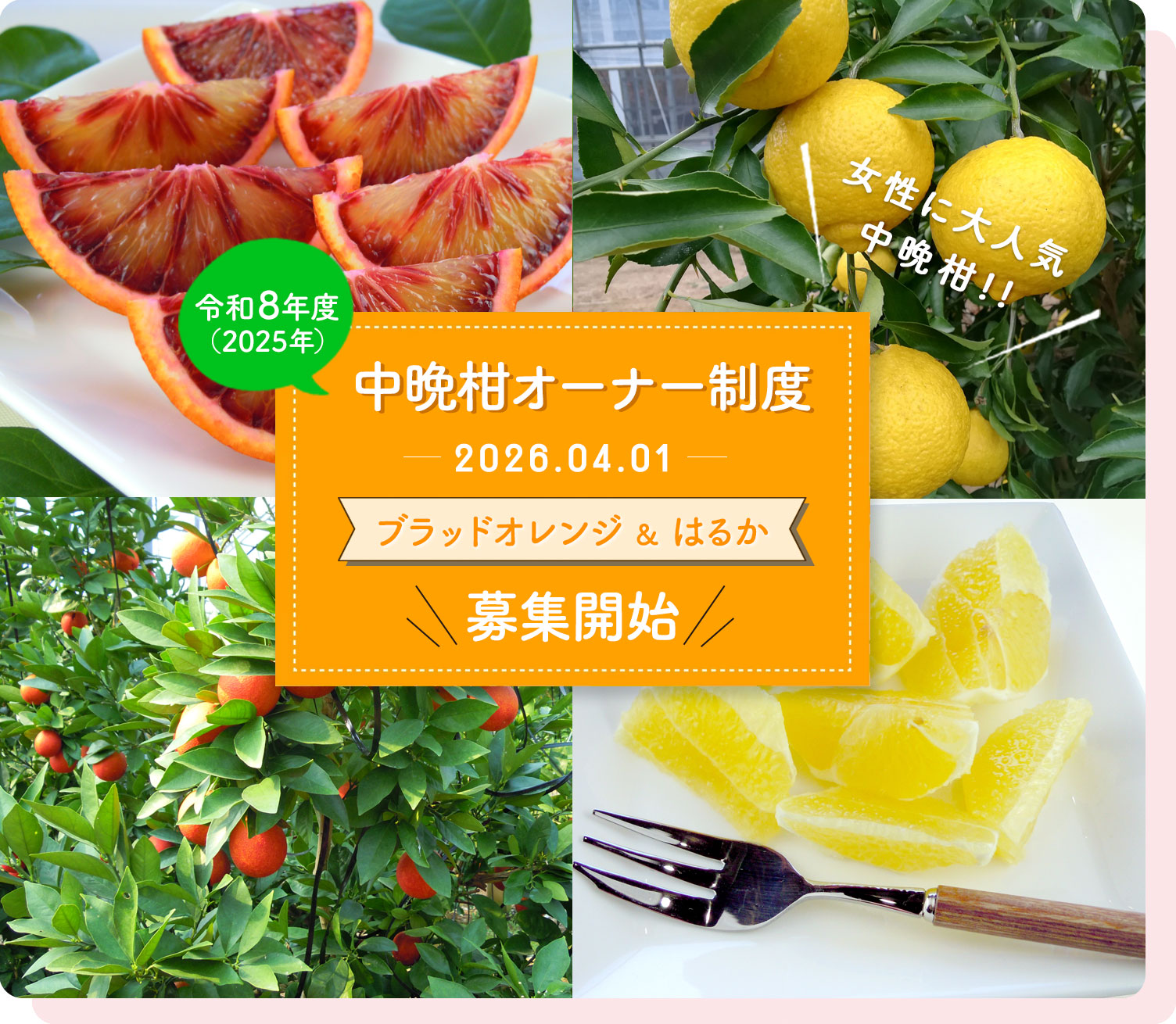 slider12 中晩柑オーナー制度