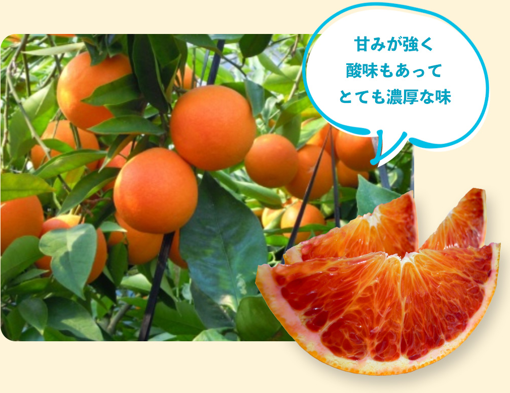 ブラッドオレンジ-タロッコ種