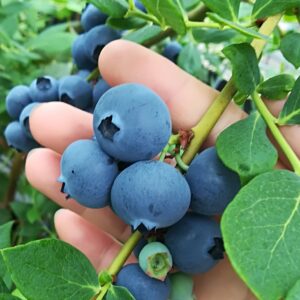 ブルーベリー 超大粒ユーリカ限定　4パックギフト箱入り（先行受注開始）