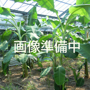 ウイリアムハイブリッド苗 (キャベンディシュの改良品種)