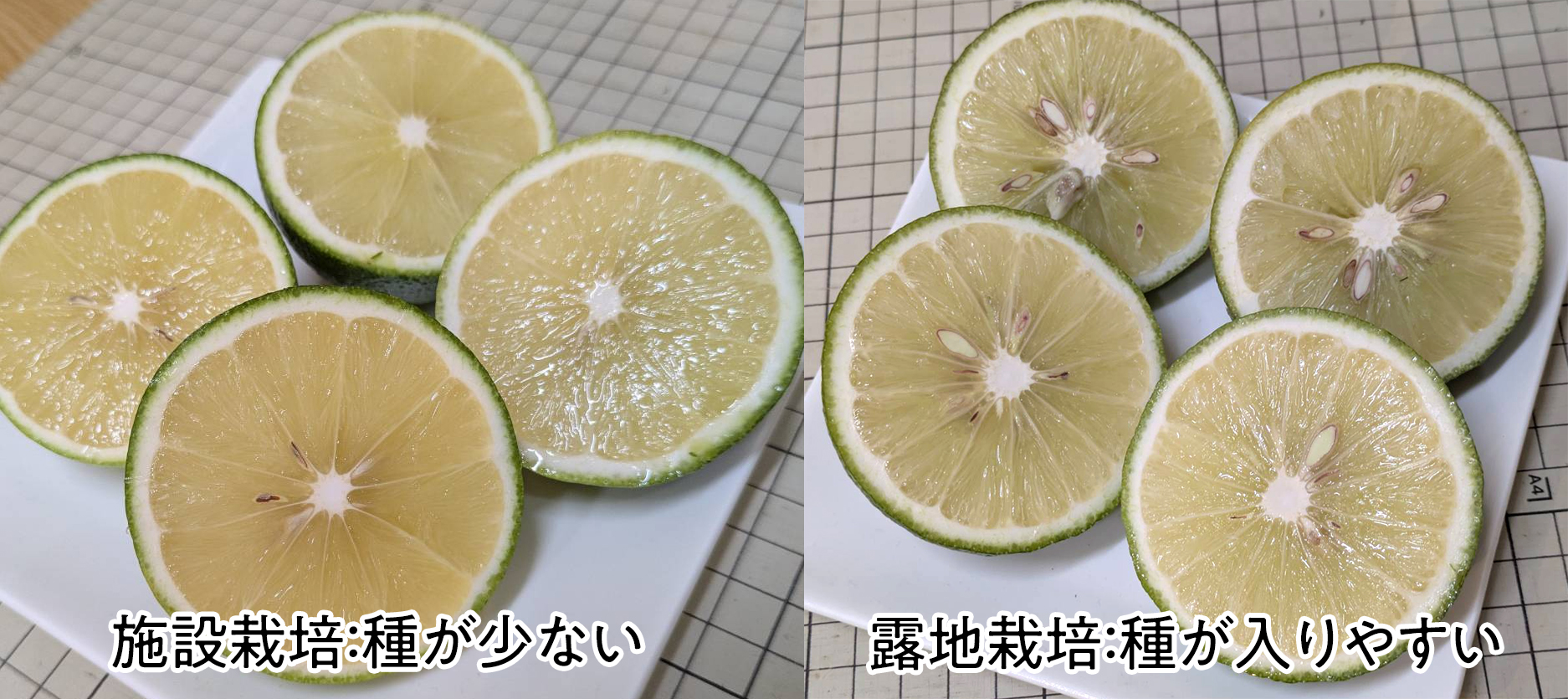 断面