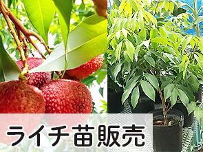 ちたフルーツビレッジ 国産グレープフルーツ バナナ ブルーベリー農園