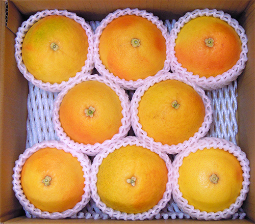 国産グレープフルーツ ルビー種販売の萬秀フルーツ